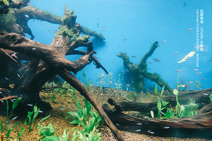 桃園青埔-XPARK水族館-35