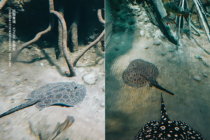 桃園青埔-XPARK水族館-40