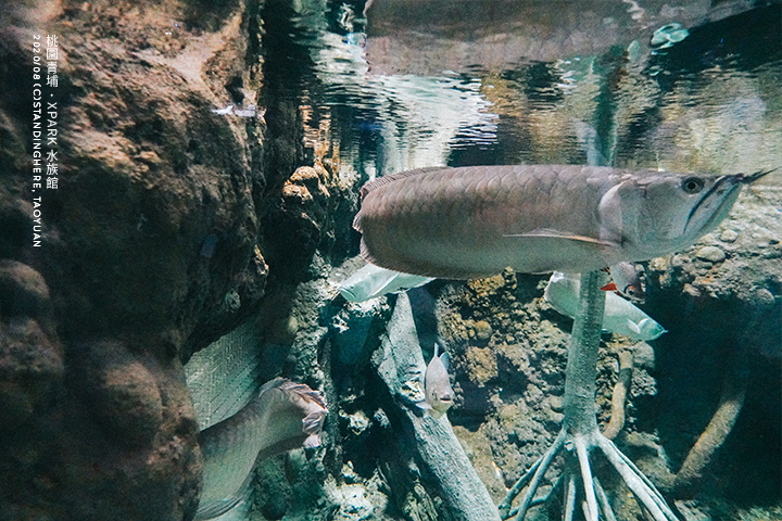 桃園青埔-XPARK水族館-39