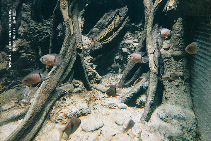 桃園青埔-XPARK水族館-42