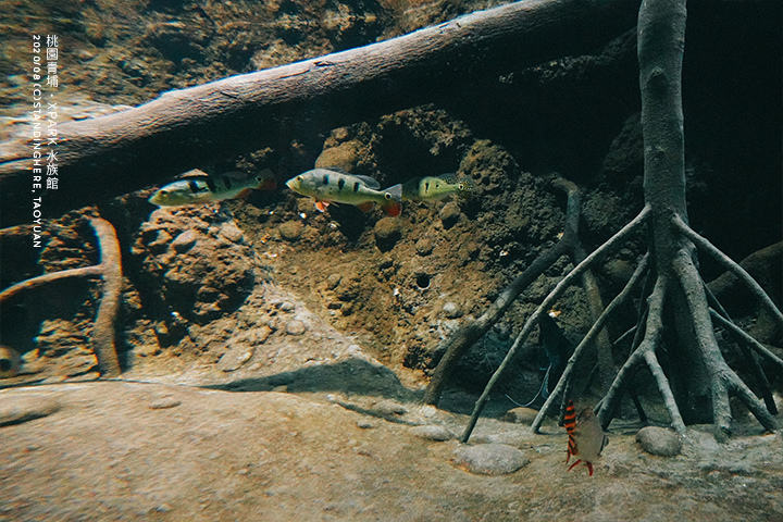 桃園青埔-XPARK水族館-41