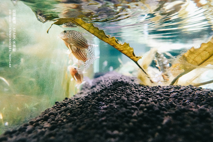 桃園青埔-XPARK水族館-43