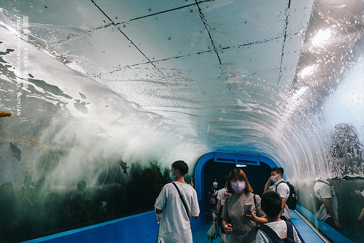 桃園青埔-XPARK水族館-48