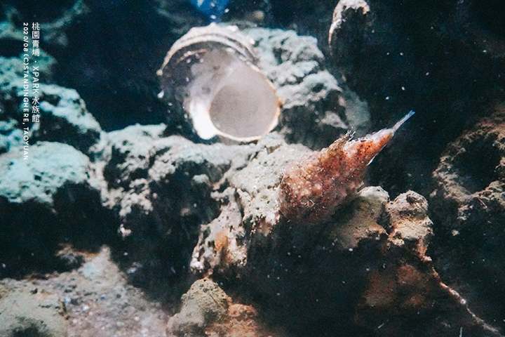 桃園青埔-XPARK水族館-47