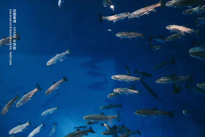桃園青埔-XPARK水族館-50 桃園青埔-XPARK水族館-50