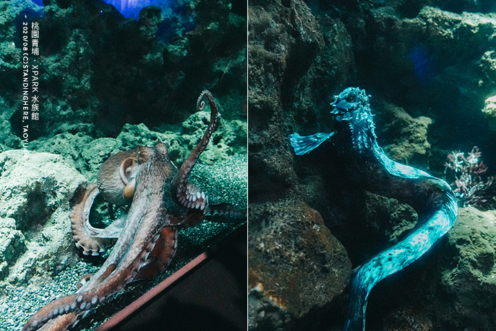 桃園青埔-XPARK水族館-51 桃園青埔-XPARK水族館-51