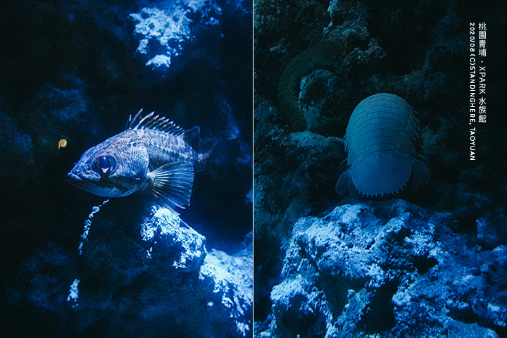 桃園青埔-XPARK水族館-54