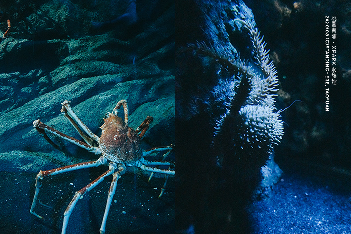桃園青埔-XPARK水族館-52 桃園青埔-XPARK水族館-52