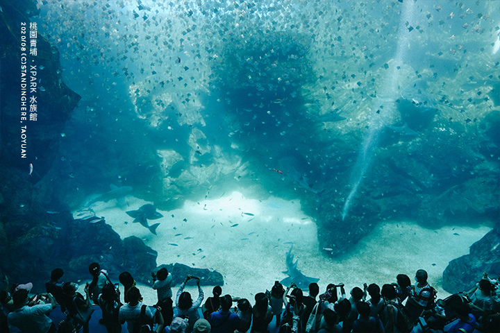 桃園青埔-XPARK水族館-59