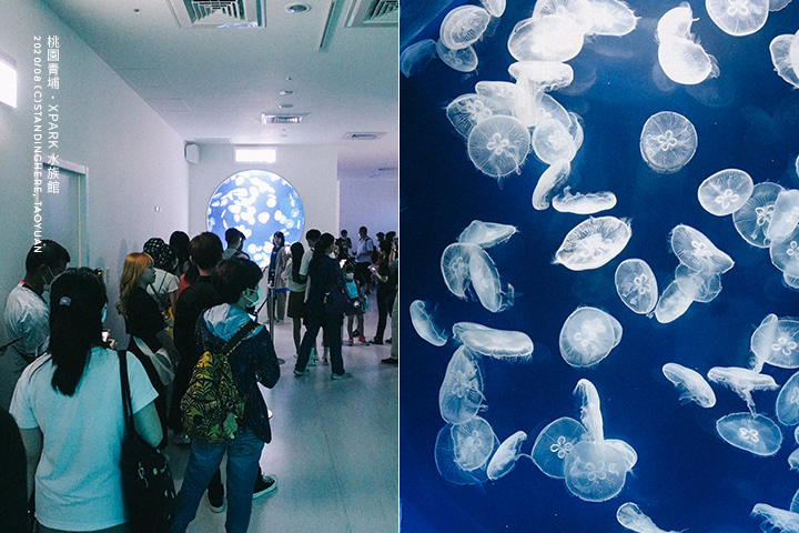 桃園青埔-XPARK水族館-61 桃園青埔-XPARK水族館-61