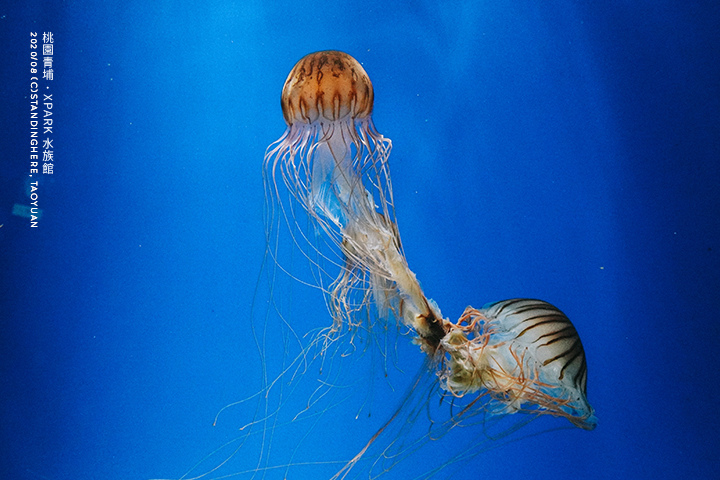 桃園青埔-XPARK水族館-64