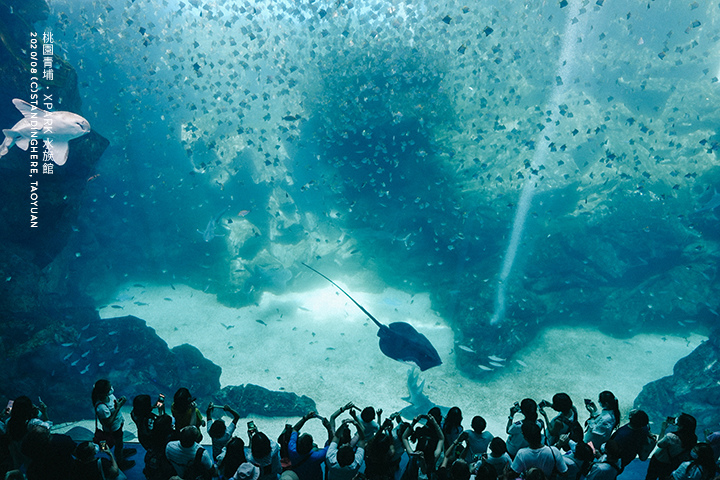 桃園青埔-XPARK水族館-60