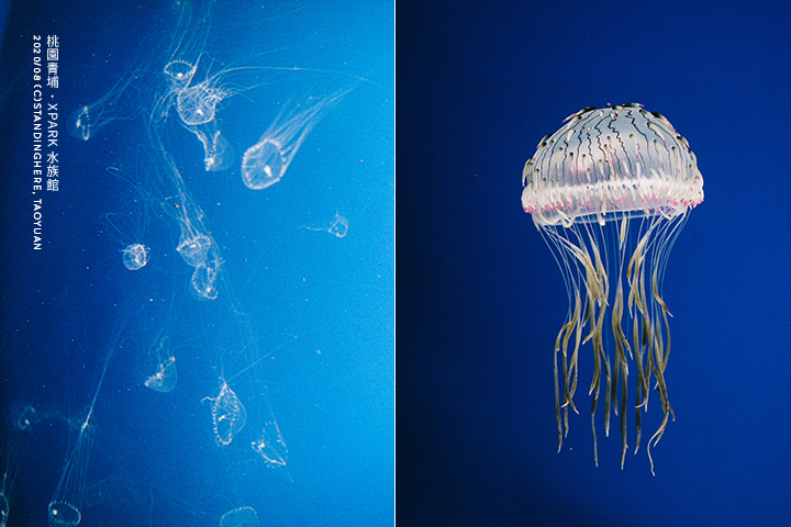桃園青埔-XPARK水族館-66 桃園青埔-XPARK水族館-66
