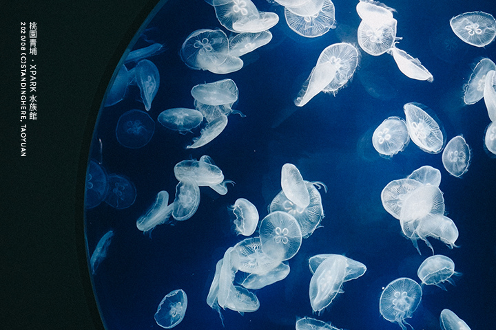 桃園青埔-XPARK水族館-62