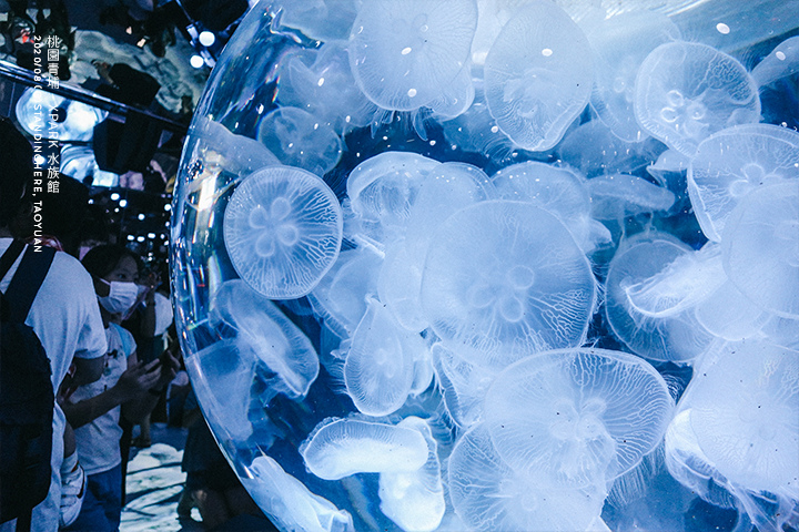 桃園青埔-XPARK水族館-72 桃園青埔-XPARK水族館-72
