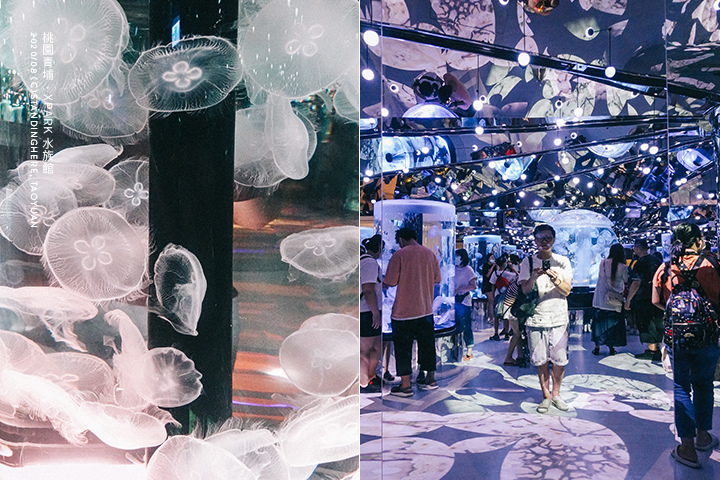 桃園青埔-XPARK水族館-71 桃園青埔-XPARK水族館-71