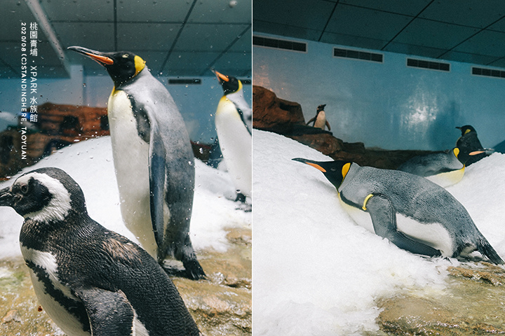 桃園青埔-XPARK水族館-81 桃園青埔-XPARK水族館-81