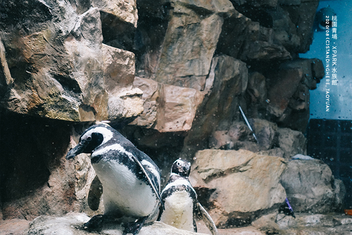 桃園青埔-XPARK水族館-79 桃園青埔-XPARK水族館-79