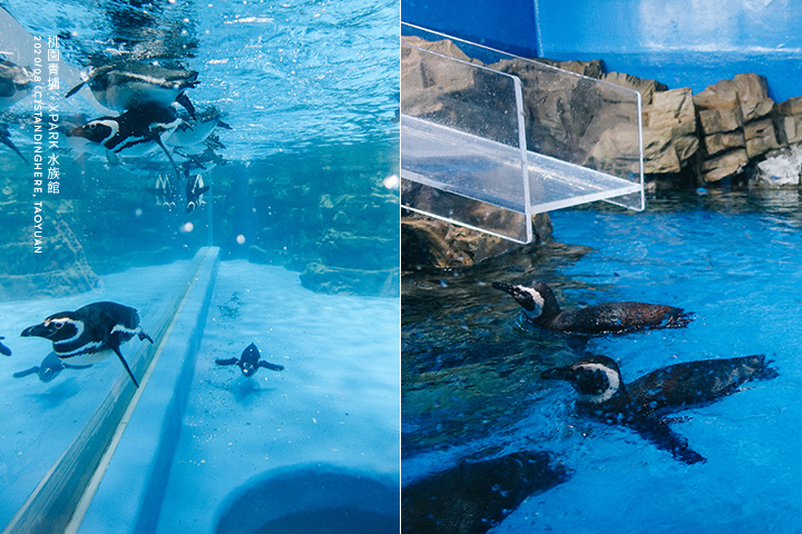 桃園青埔-XPARK水族館-76 桃園青埔-XPARK水族館-76
