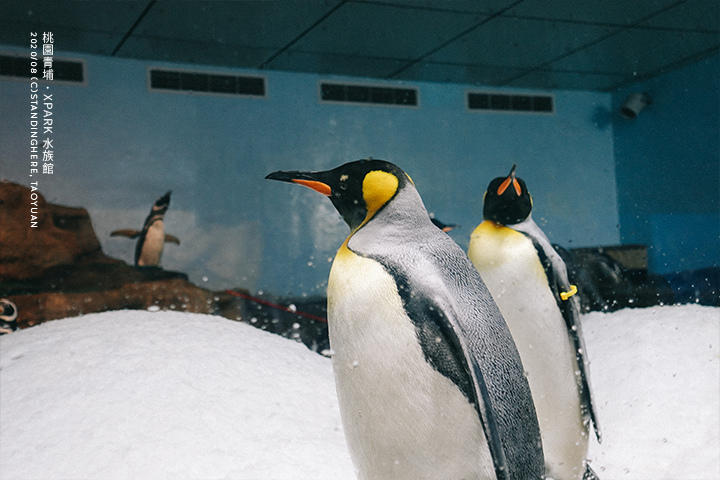 桃園青埔-XPARK水族館-80 桃園青埔-XPARK水族館-80