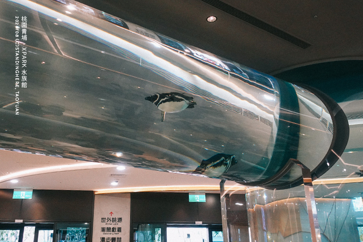 桃園青埔-XPARK水族館-86 桃園青埔-XPARK水族館-86