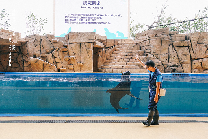 桃園青埔-XPARK水族館-83