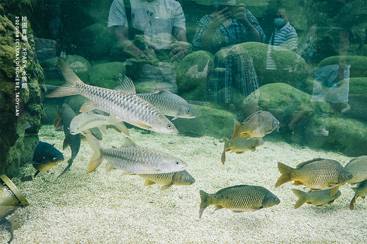 桃園青埔-XPARK水族館-88