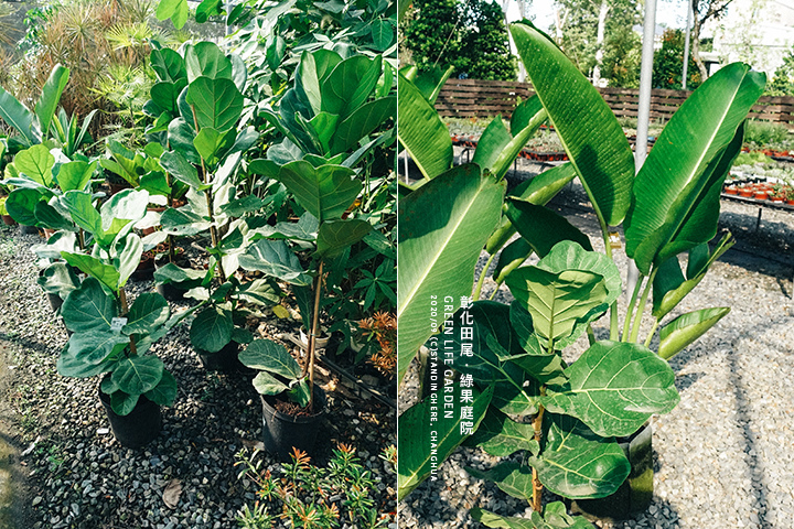 彰化田尾-綠果庭院-07 彰化田尾-綠果庭院-07
