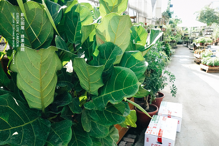 彰化田尾-綠果庭院-22 彰化田尾-綠果庭院-22
