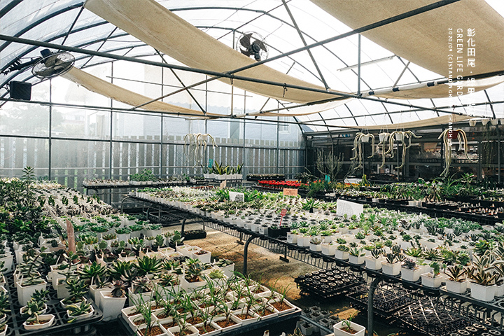彰化田尾-綠果庭院-43 彰化田尾-綠果庭院-43