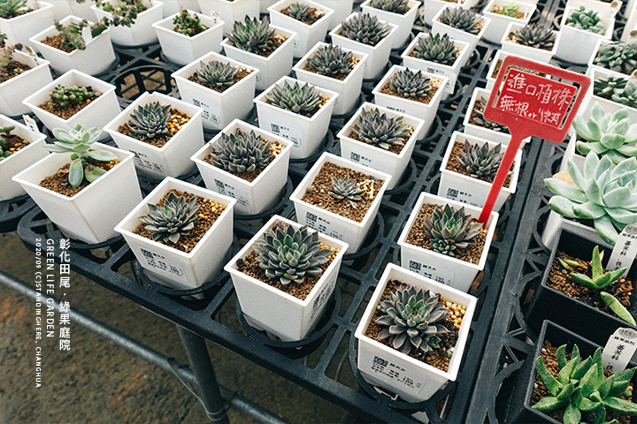 彰化田尾-綠果庭院-45 彰化田尾-綠果庭院-45