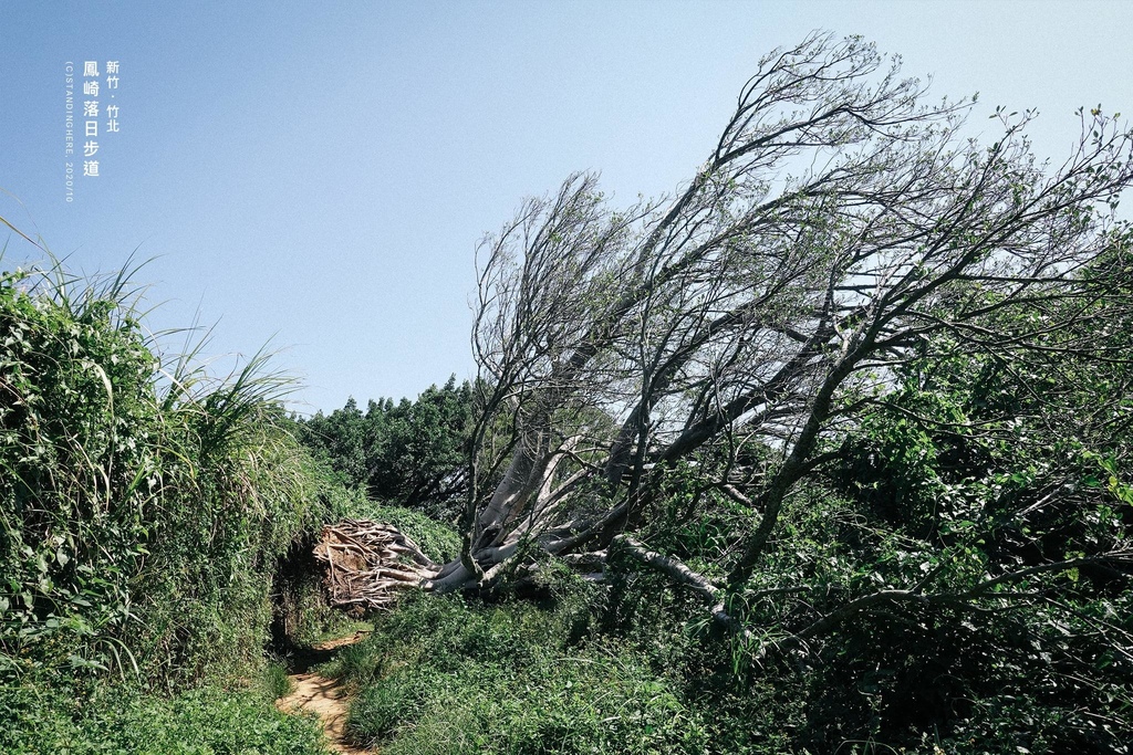 竹北-鳳崎步道-3