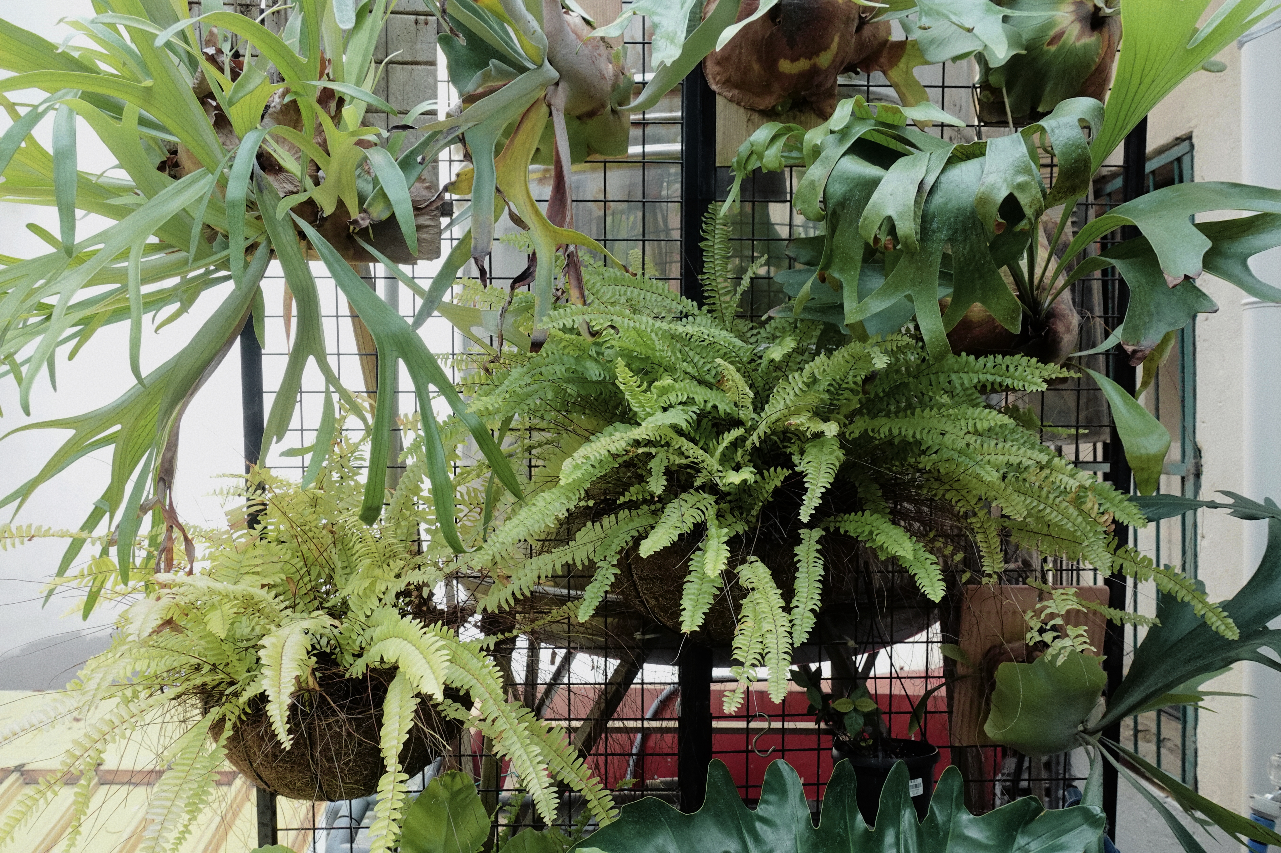 新竹_那顆桔子 新竹_那顆桔子