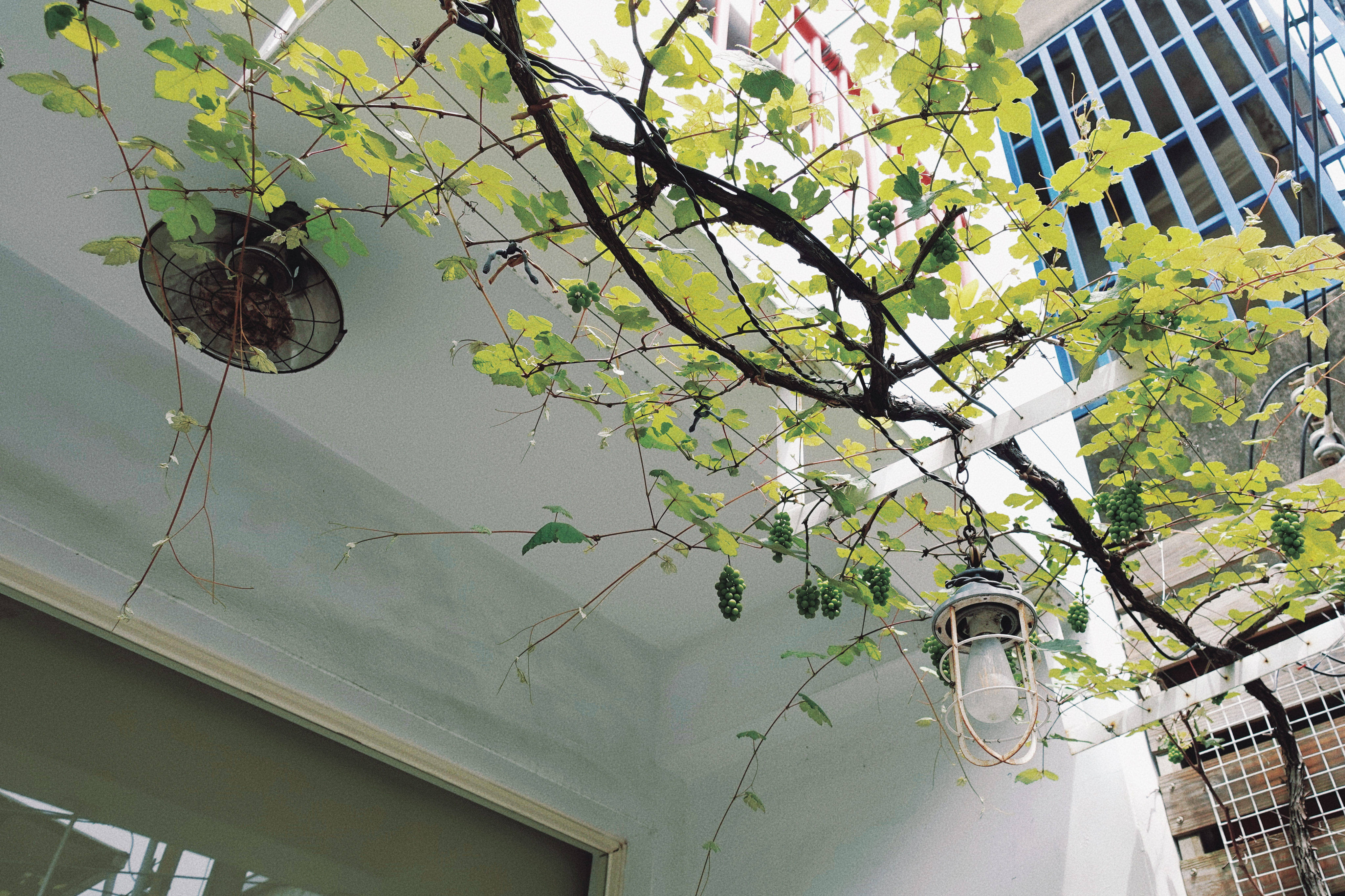 頭份_果宅__3582 頭份_果宅__3582.JPG