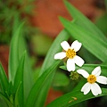 鬼針草