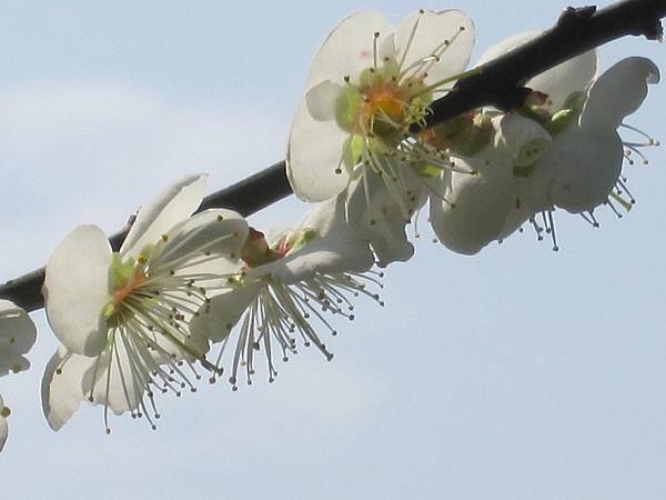 一朵忽先變，百花皆後香~賞梅 