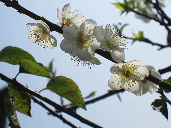 一朵忽先變，百花皆後香~賞梅 