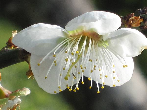 一朵忽先變，百花皆後香~賞梅 