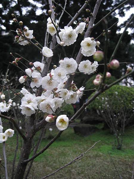 一朵忽先變，百花皆後香--在家賞梅.聽歌