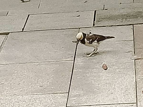 早起的鳥兒有蟲吃   (鳥兒覓食記)