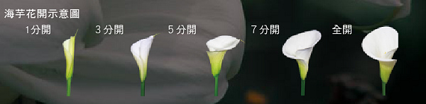 花海 芋見白色幸福 我跟海芋 我的守護花有個約會 I Am 曉琪拉 痞客邦 花海 芋見白色幸福 我跟海芋 我的守護花有個約會 I Am 曉琪拉 痞客邦