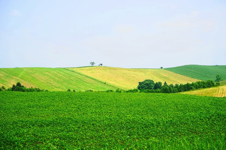 2012363814781北海道美瑛.jpg