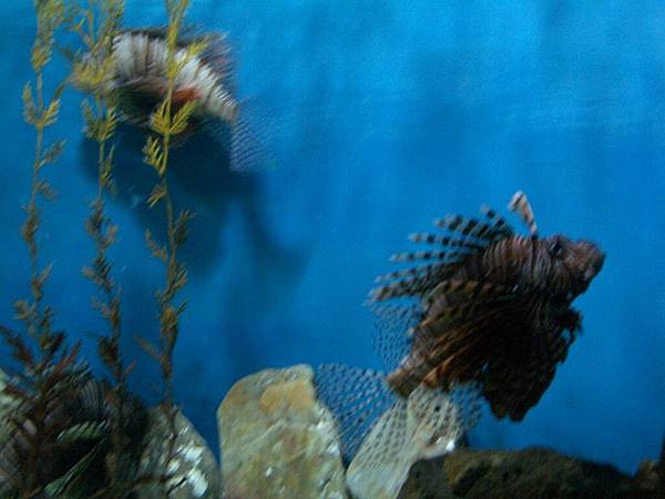 獅子魚(Lionfish)