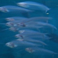 玻璃魚(glass fish)