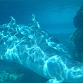 海洋公園-海豚
