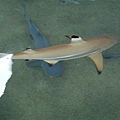 海洋公園-鯊魚