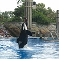 海洋公園-海豚--殺人鯨表演