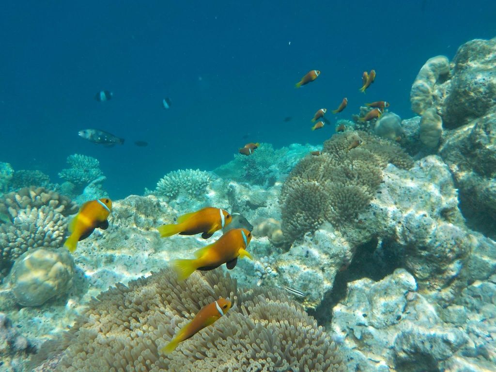 Maldives 兩人九萬九天八夜悠遊馬爾地夫 D4 To D6 浮淺 比基尼沙灘 Fihalhohi Viva La Vida 痞客邦 Maldives 兩人九萬九天八夜悠遊馬爾地夫 D4 To D6 浮淺 比基尼沙灘 Fihalhohi Viva La Vida 痞客邦