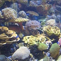 水族館各樣珊瑚