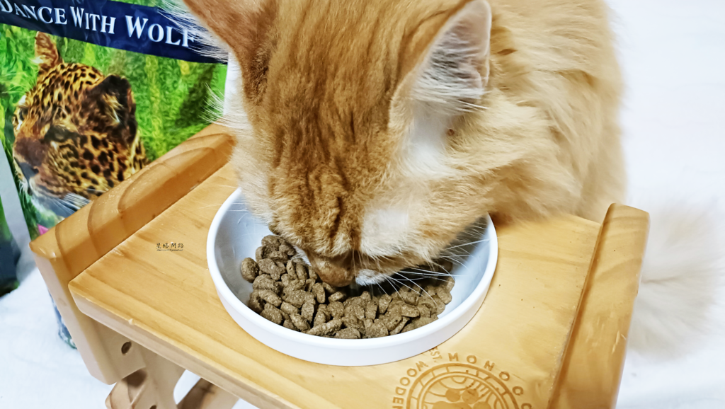 荒野饗宴評價，海陸大餐 無穀貓飼料分享，給予毛孩均衡的營養，